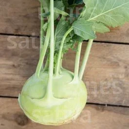 Fabio (SAT 23) – Kohlrabi weiss