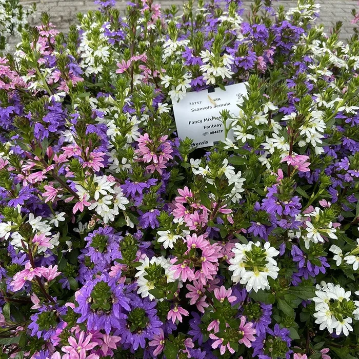 Fächerblumen gemischt (x3)