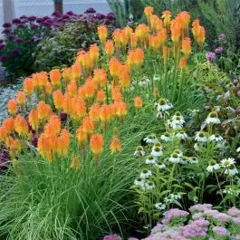 Fackellilie (Kniphofia hybr.) Ember Glow
