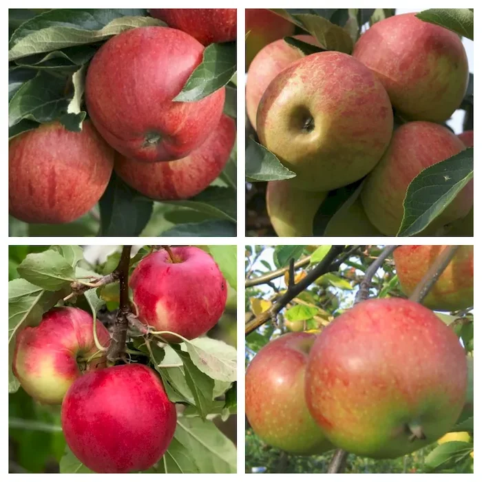 Familienbaum Vierling Apfel Gala Elstar Cox Orange Jonagold im 7,5 Liter Topf M7