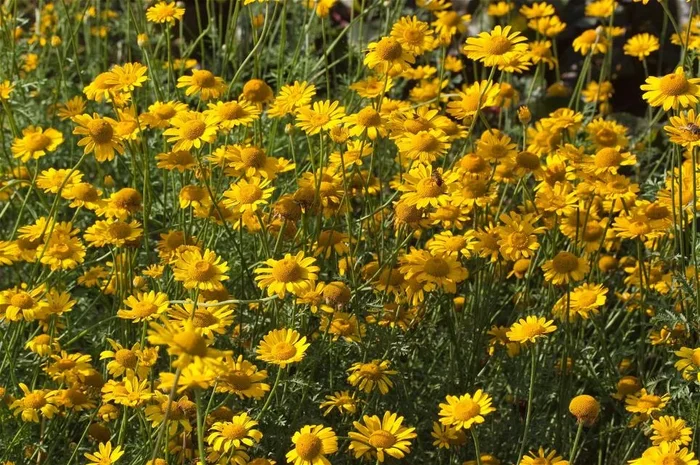 Färber-Kamille ‚Kelwayi‘ Anthemis Tinct.