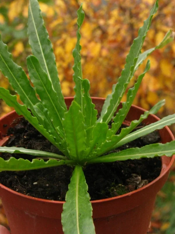 Färber-Wau – Reseda luteola