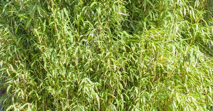 Fargesia murielae ‚Well-Born’®${2}