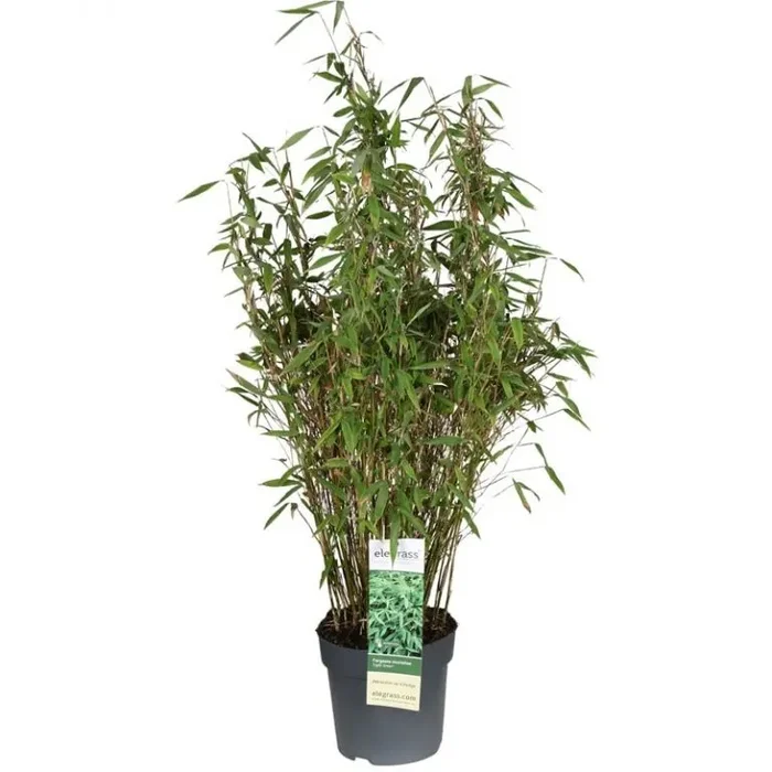 Fargesia murieliae Light Green – Nicht wuchernder Bambus