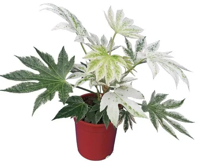 Fatsia japonica Spiders Web – Aralia