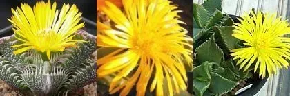 Faucaria species mix