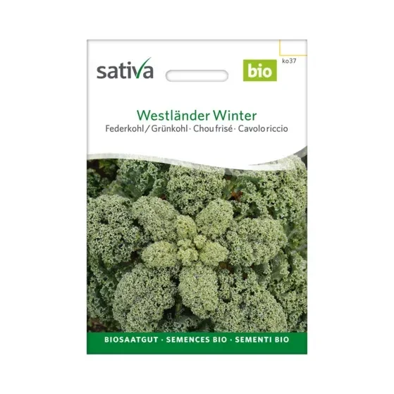 Federkohl Westländer Winter Biosamen ko37