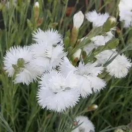 Federnelke (Dianthus plumarius) Double White