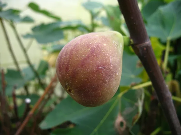 Feige ‚Noire de Bellon‘