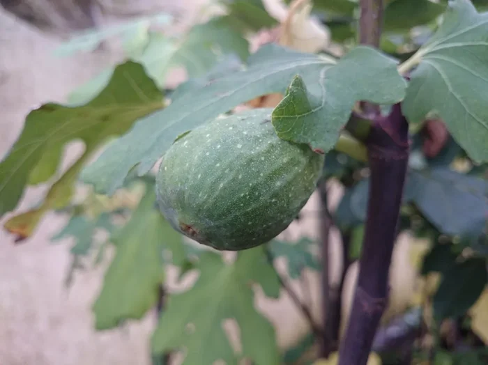 Feige ‚Perretta‘