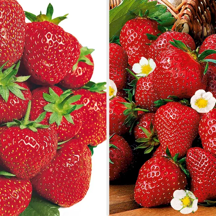 Feinschmecker-Duo: 20 Erdbeerpflanzen als Topfpflanzen fragaria – Bestellnummer 4447502