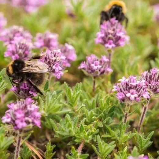 Feldthymian Quendel – Thymus serpyllum Coccineus