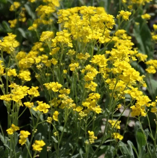 Felsen-Steinkraut ‚Compactum Goldkugel‘ (Aurinia saxatilis, Alyssum saxatile) „Bio“