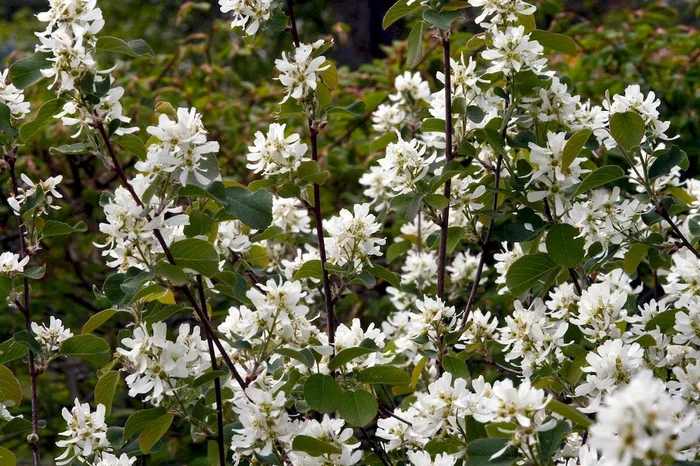 Felsenbirne, Amelanchier ovalis