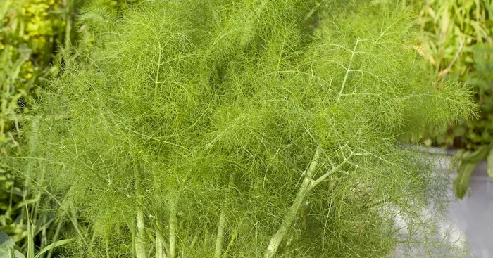 Fenchel