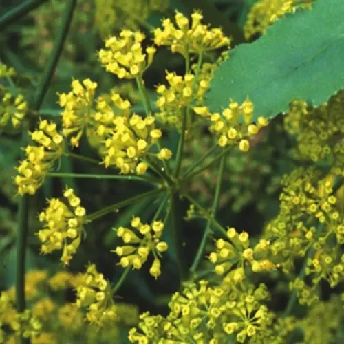 Ferulago Sylvatica