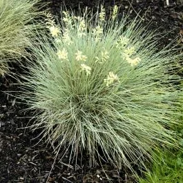 Festuca Gold-Toupet