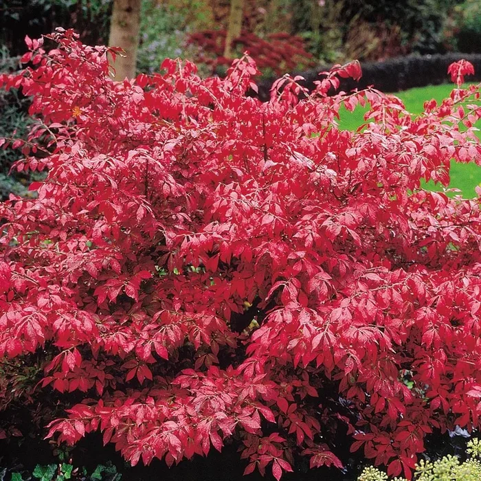 Feuerbusch Euonymus 9cm