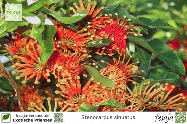 Feuerradbaum, Stenocarpus sinuatus, Pflanze