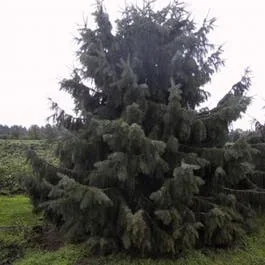 Fichte (Picea breweriana)