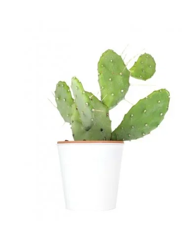 Fico d’india Polyacantha