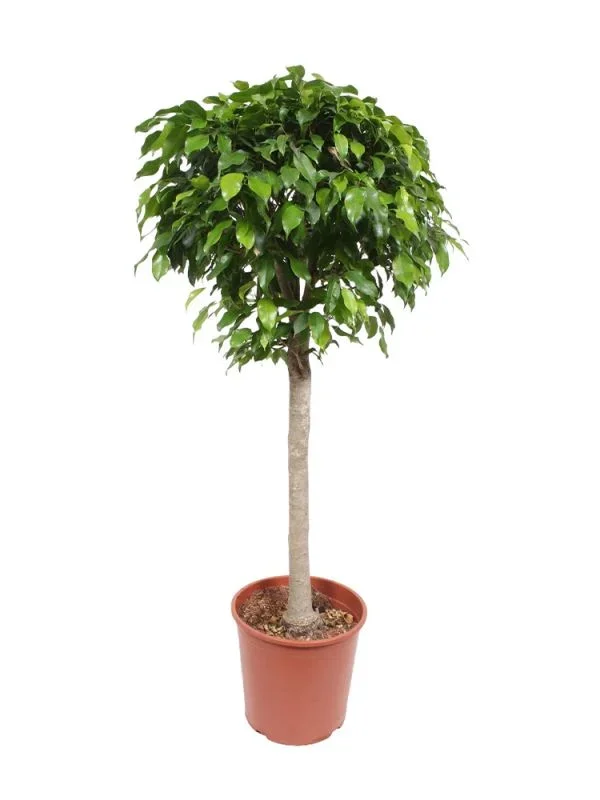 Ficus Benjamina Columnar