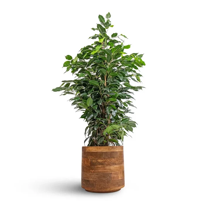 Ficus benjamina Danielle – Weeping Fig – Branched