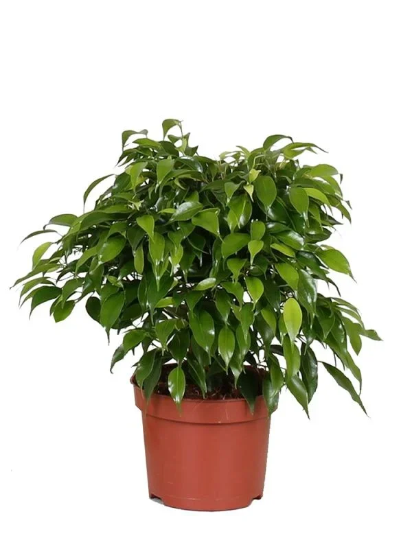Ficus Benjamina Green Kinky