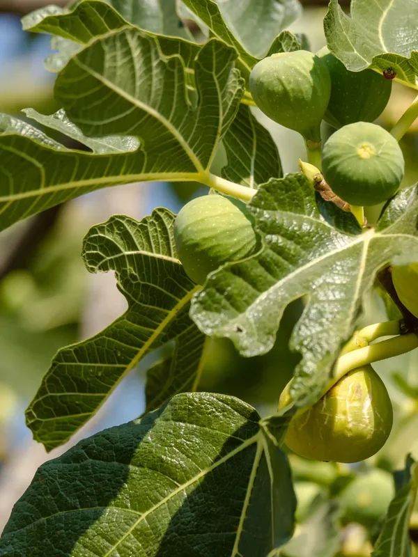 Ficus carica – Winterharte Echte Feige