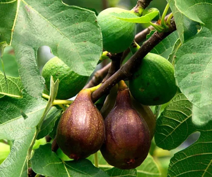 Ficus carica ‚Violetta‘ (Bayernfeige)