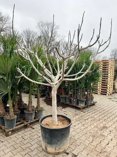 Ficus carica Brown Turkey – Feigebaum