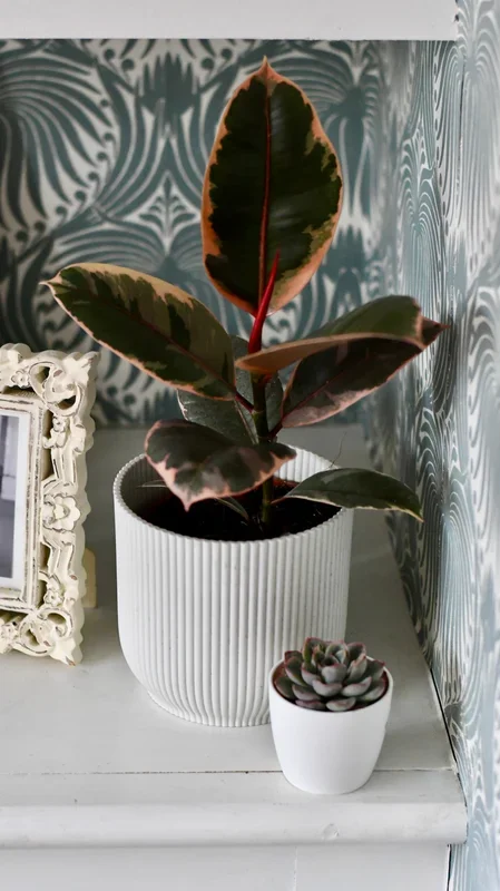 Ficus Elastica ‚Belize‘ & Pot