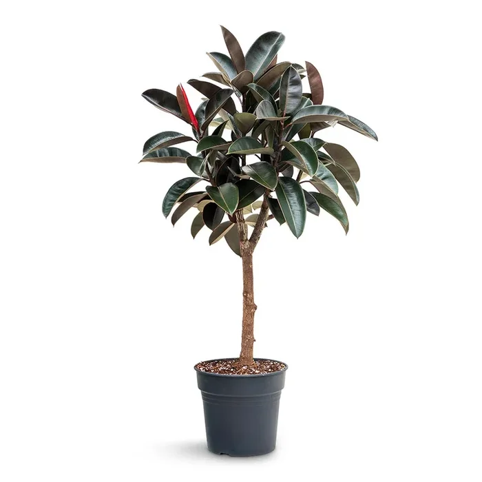 Ficus elastica Abidjan – Burgundy Rubber Plant – Straight Stem