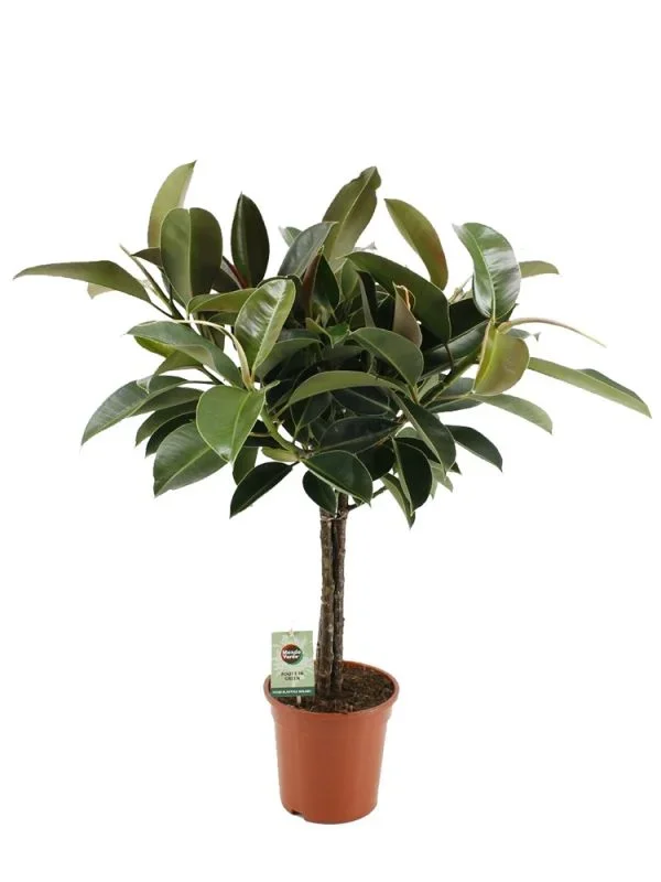 Ficus Elastica Melany