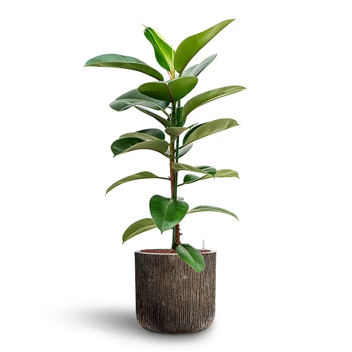 Ficus elastica Robusta HydroCare in Luxe Lite Waterfall Cylinder – Bronze