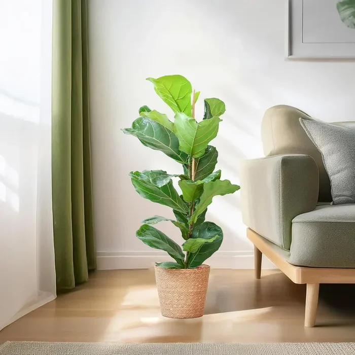 Ficus lyrata – Geigenfeige