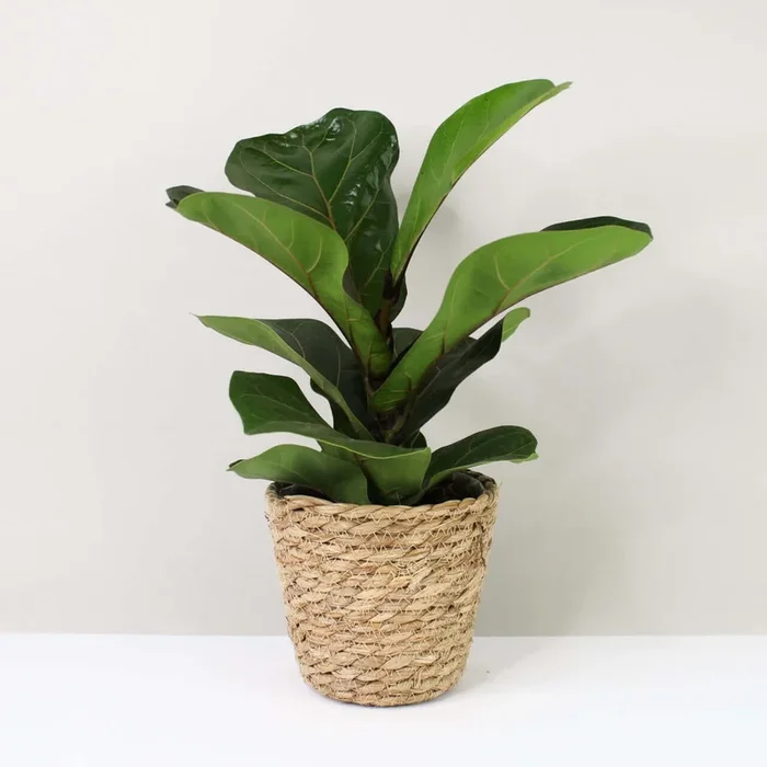 Ficus lyrata bambino (Geigenfeige)