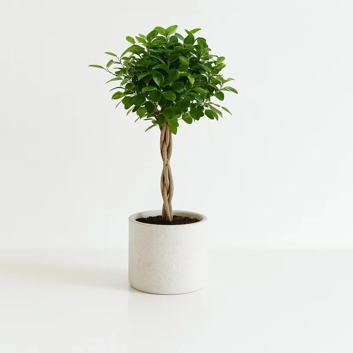 Ficus Micr. Moclame – 110cm