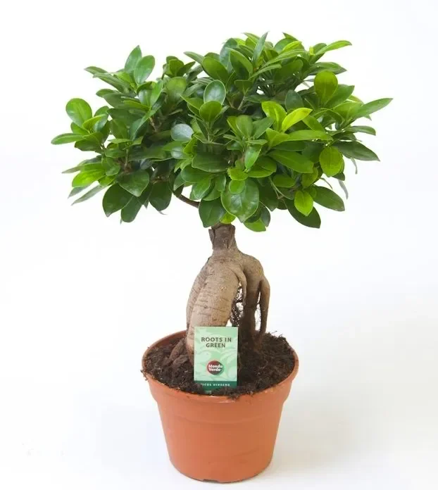 Ficus microcarpa ‚Ginseng‘ -Chinesische-Feige -Bonsai Höhe: 40 cm