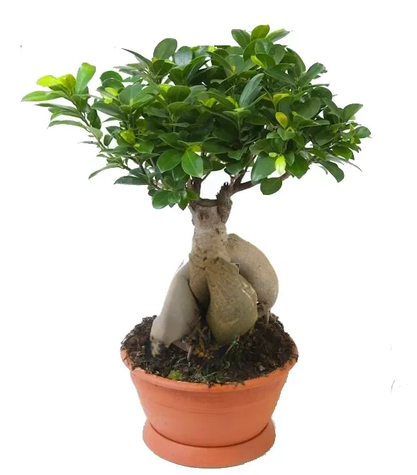 Ficus microcarpa ‚Ginseng‘ -Chinesische-Feige -Bonsai