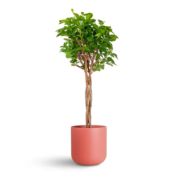 Ficus Moclame – Indian Laurel – Twisted Stem