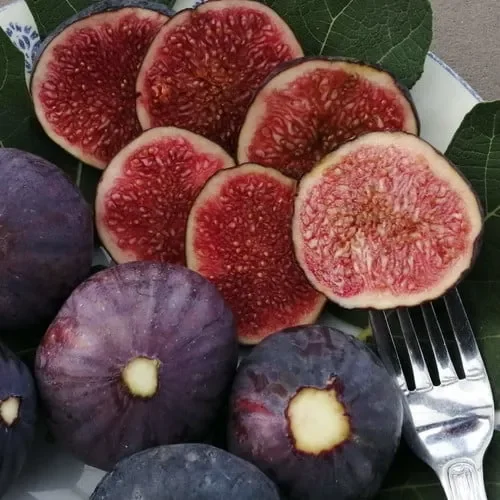 Fig Purple