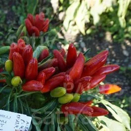 Fiorentino – Chili