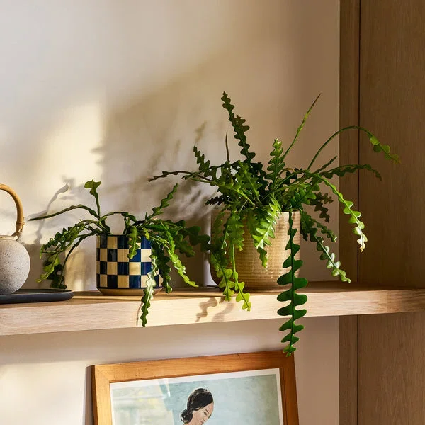 Fishbone cactus
