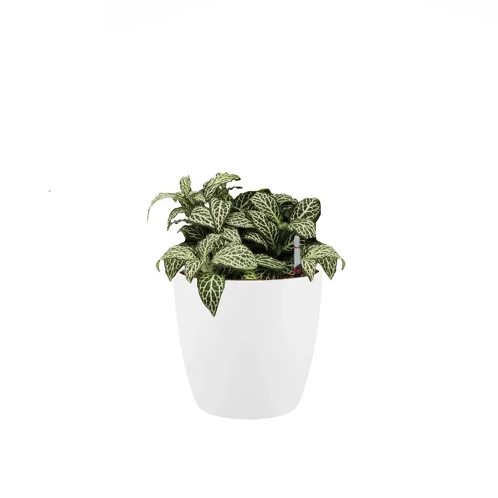 Fittonia Green in White Brussels Round Mini 12.5cm