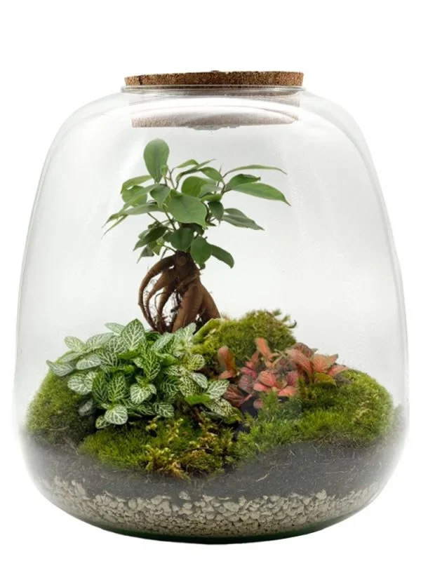 Fittonia Oval Flaschengarten – DIY Komplettset