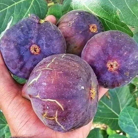FIve-Fingure Fig Fruit Plant