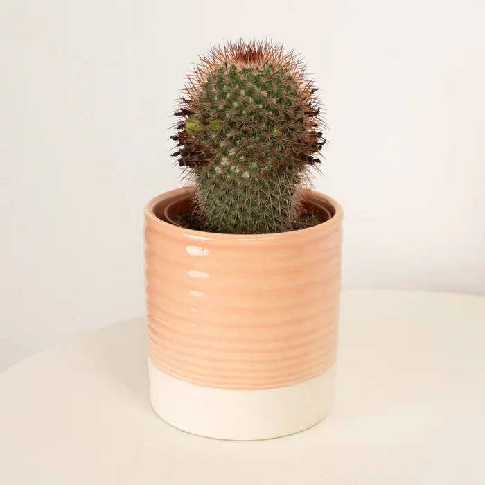Flame Cactus