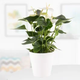 Flamingoblume Weiß + gratis Topf | +/- 50 cm | ø 14 cm | Anthurie