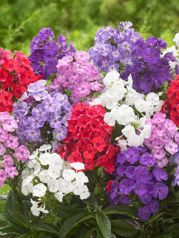 Flammenblume Mischung (Phlox)